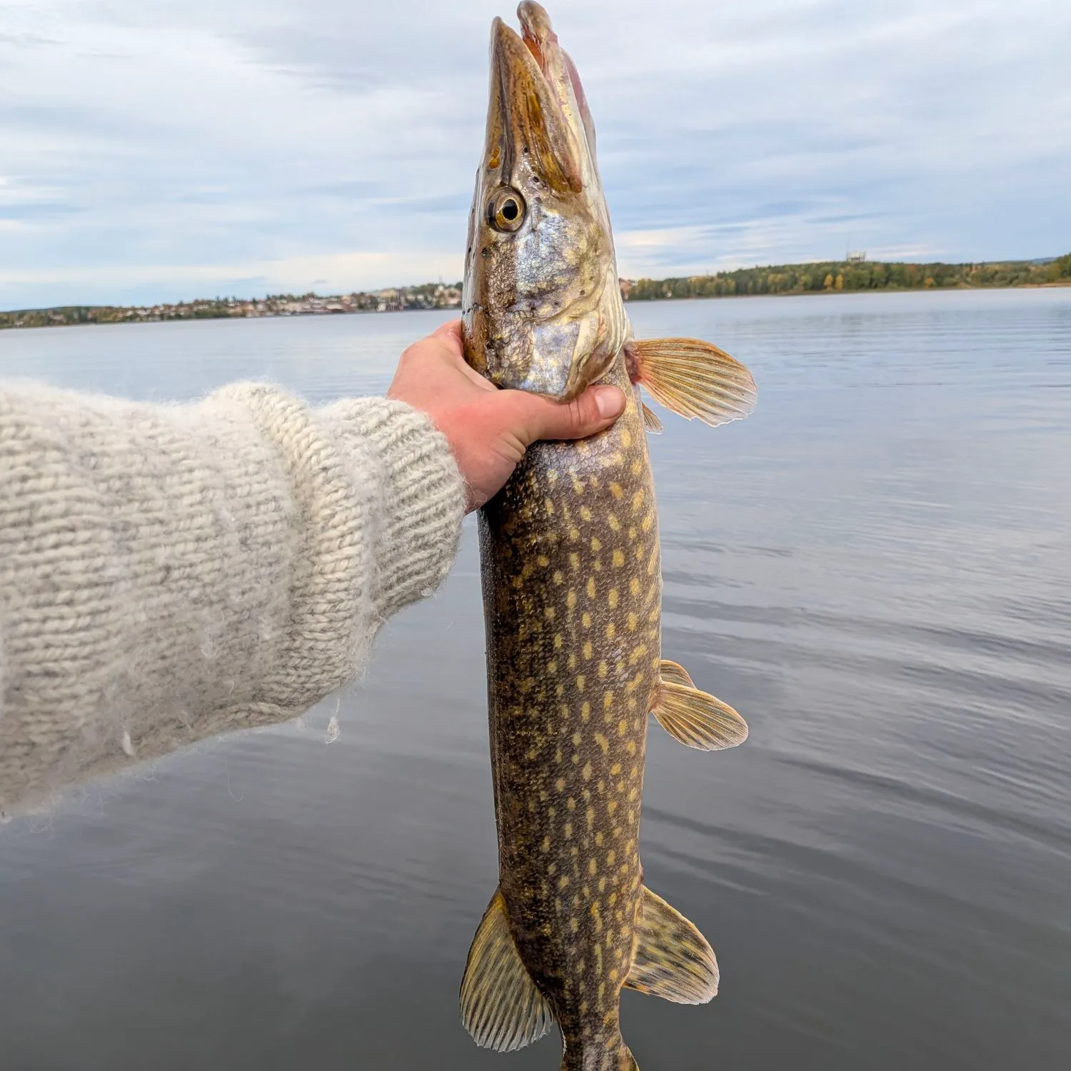 Northern pike caught on Fishbrain