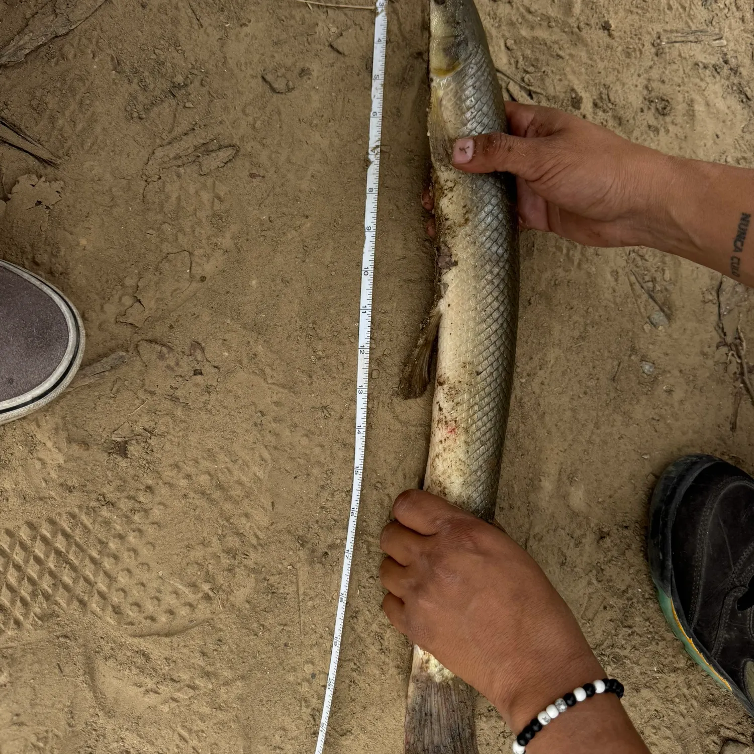 Shortnose gar caught on Fishbrain