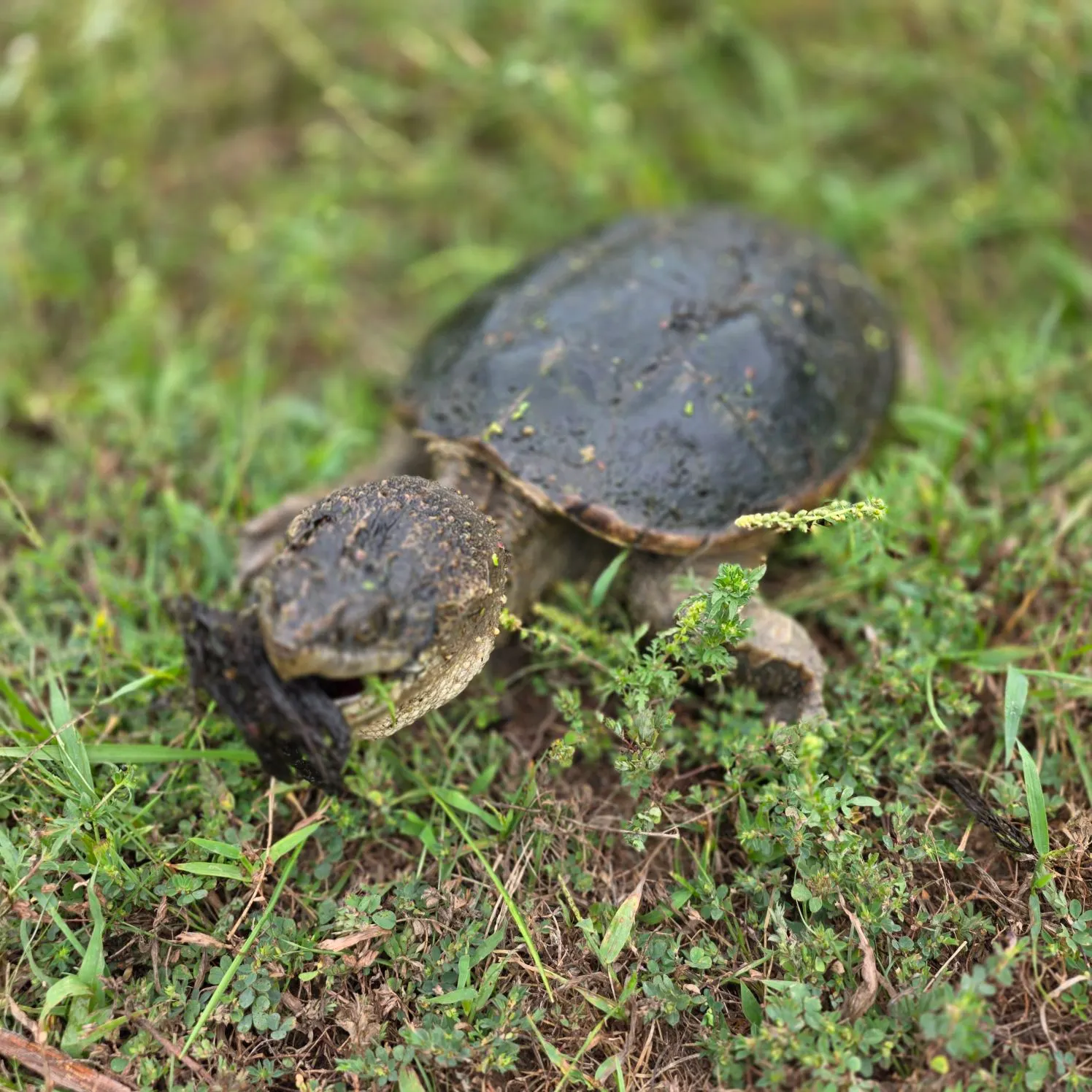 Common snapping turtle caught on Fishbrain