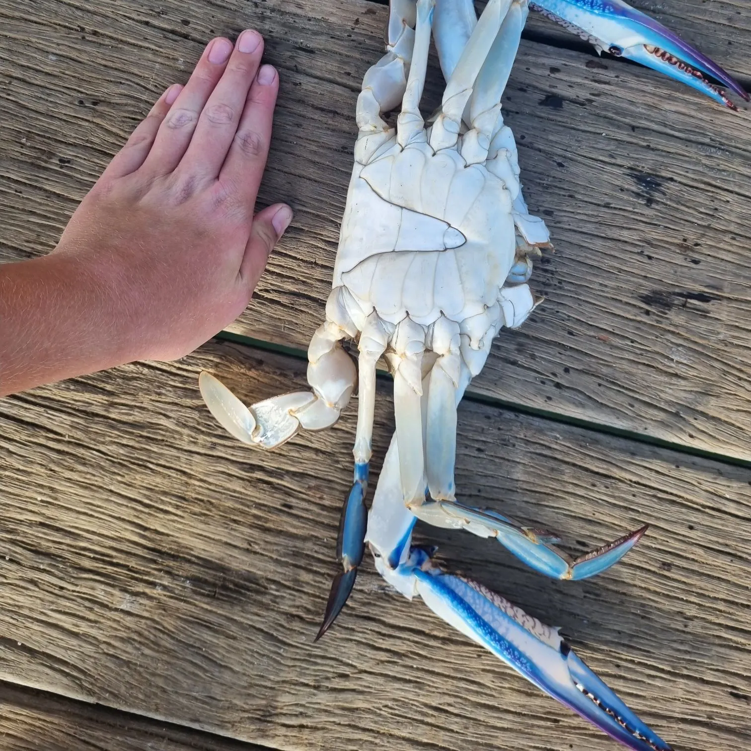 The most recent Blue swimmer crab catches on Fishbrain
