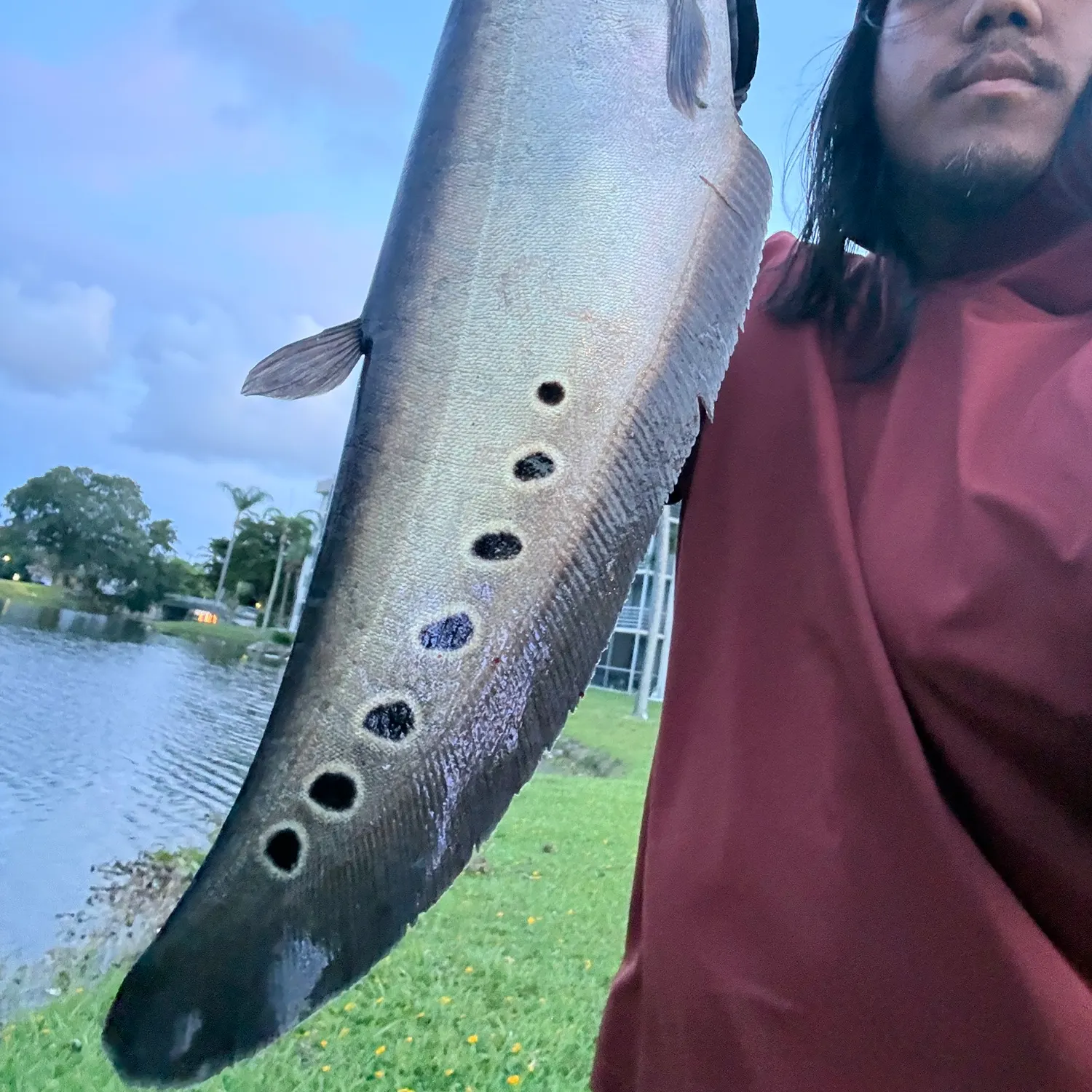The most recent Clown knifefish catches on Fishbrain