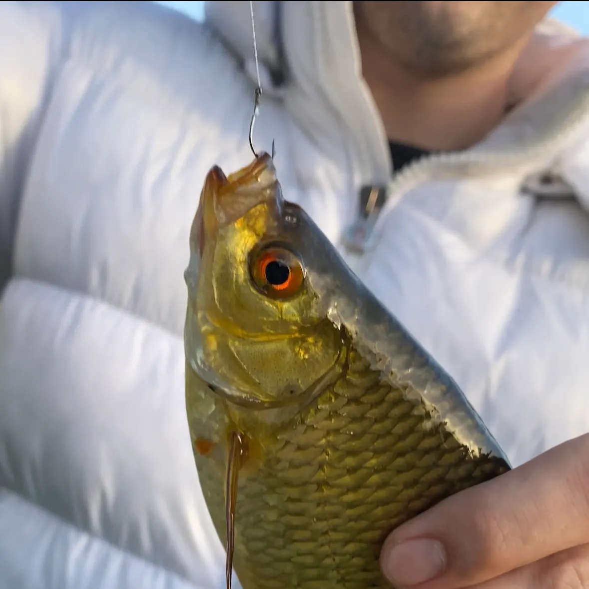 The most recent Common rudd catches on Fishbrain