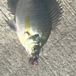 Bluegill caught on Fishbrain