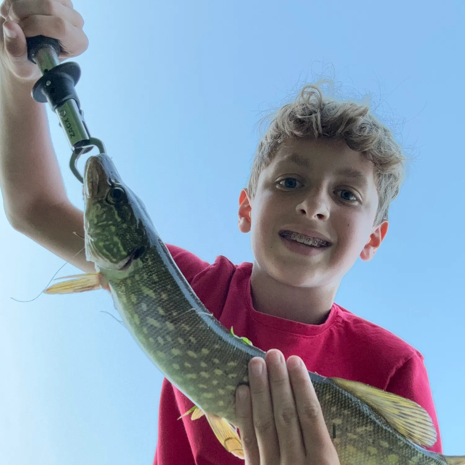 Northern pike caught on Fishbrain