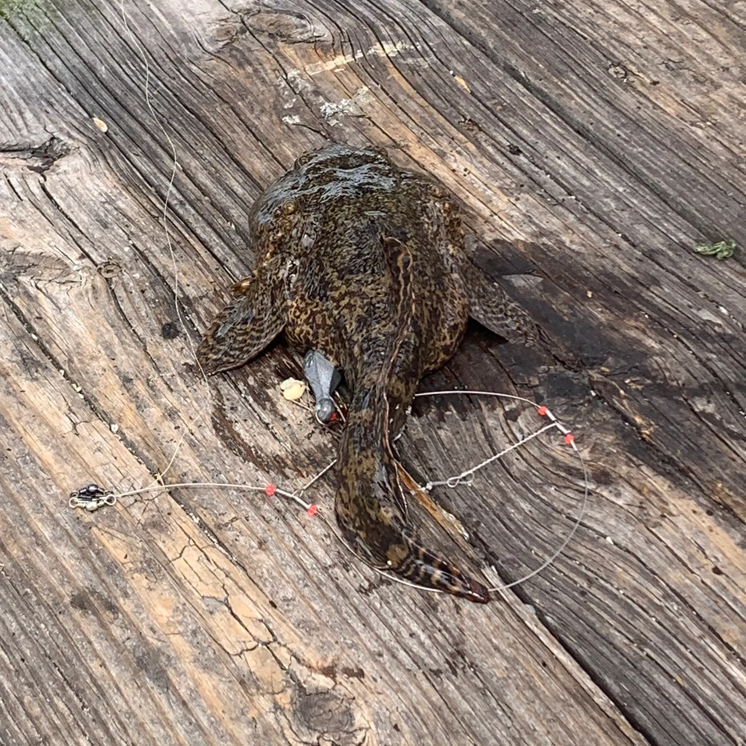 Oyster toadfish caught on Fishbrain
