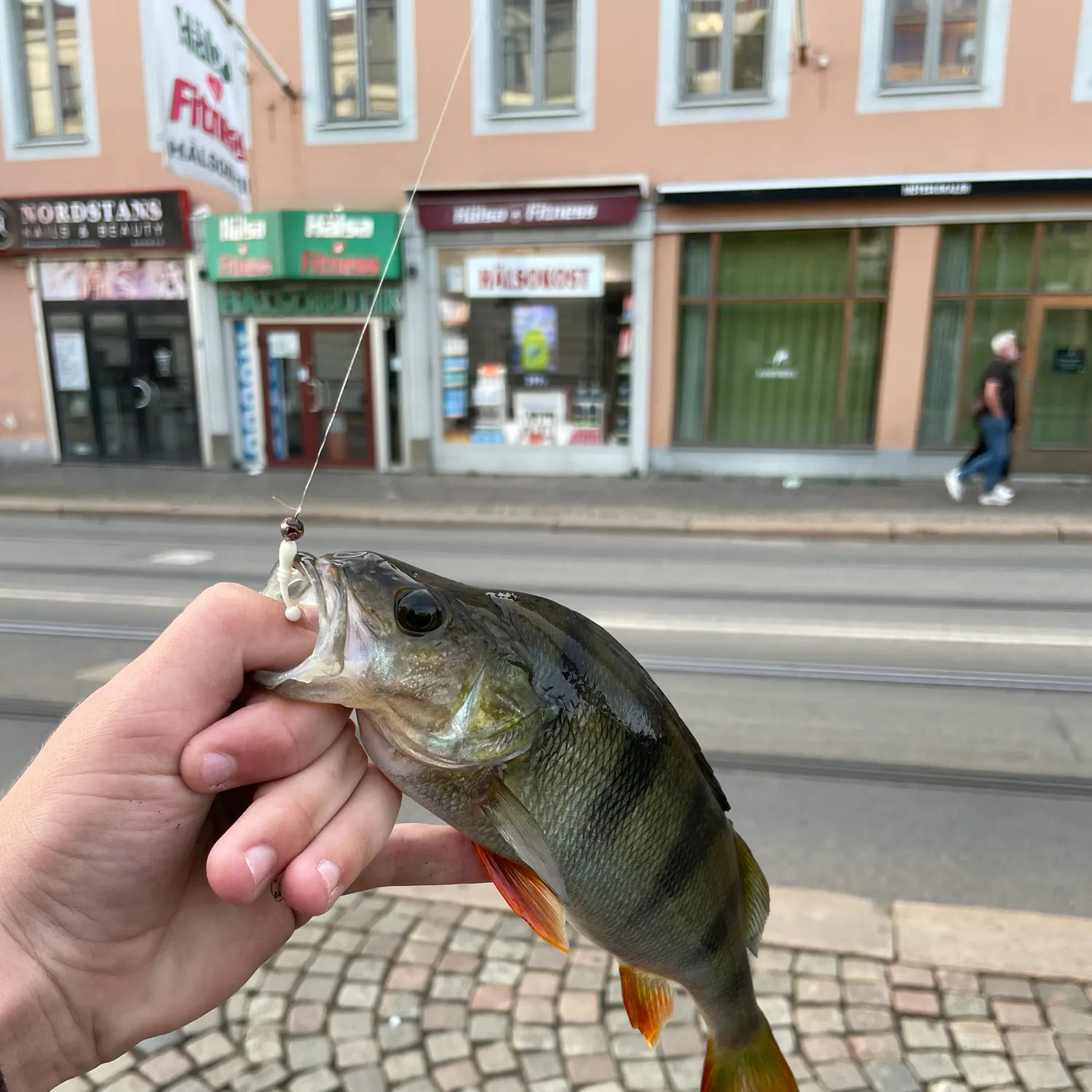 European perch caught on Fishbrain