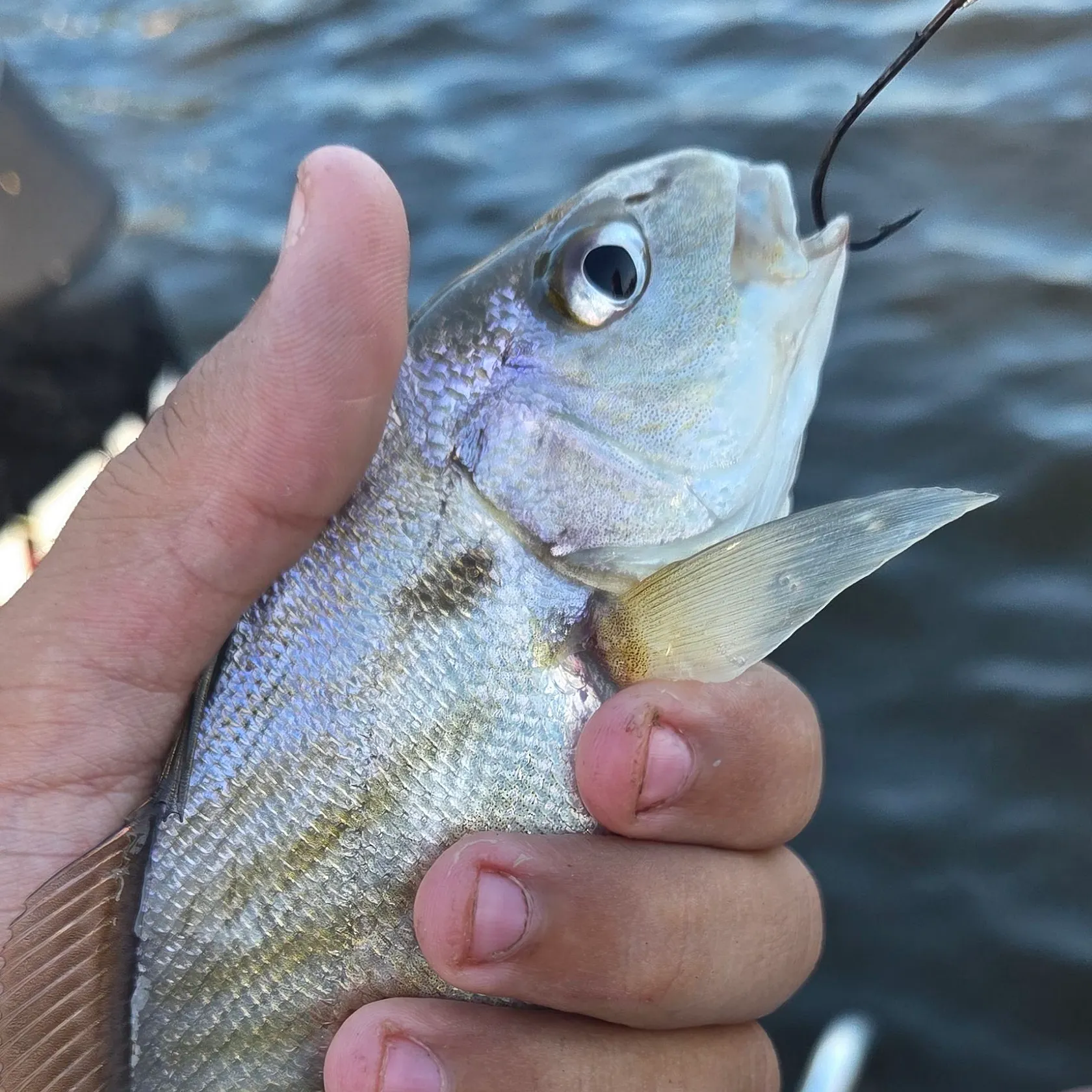 Spot croaker caught on Fishbrain