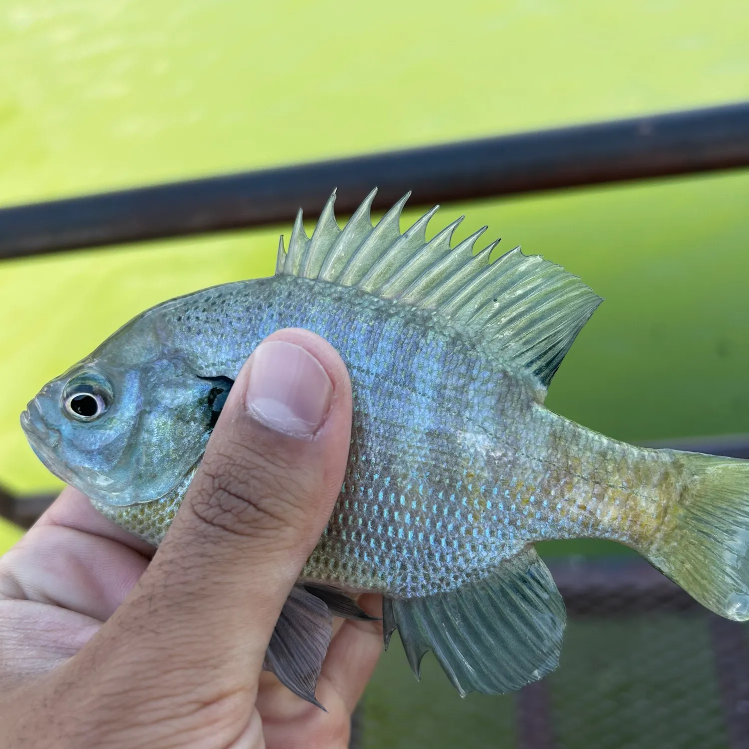 Bluegill caught on Fishbrain