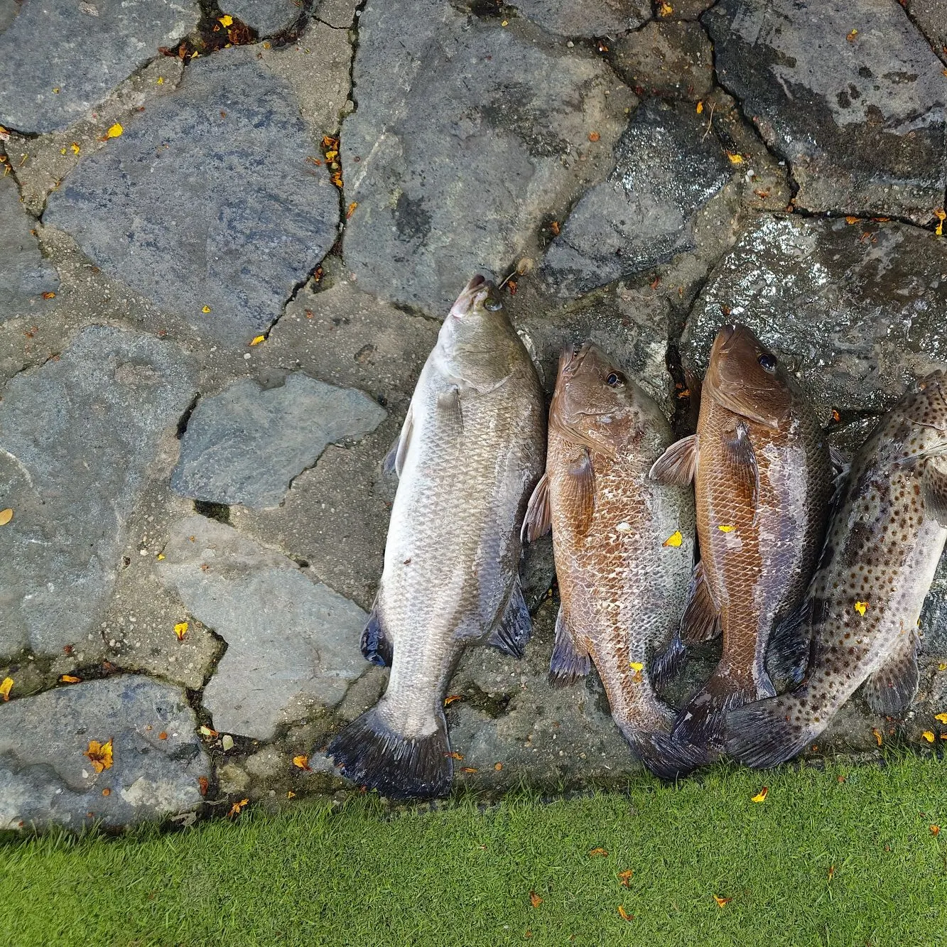 Mangrove red snapper caught on Fishbrain