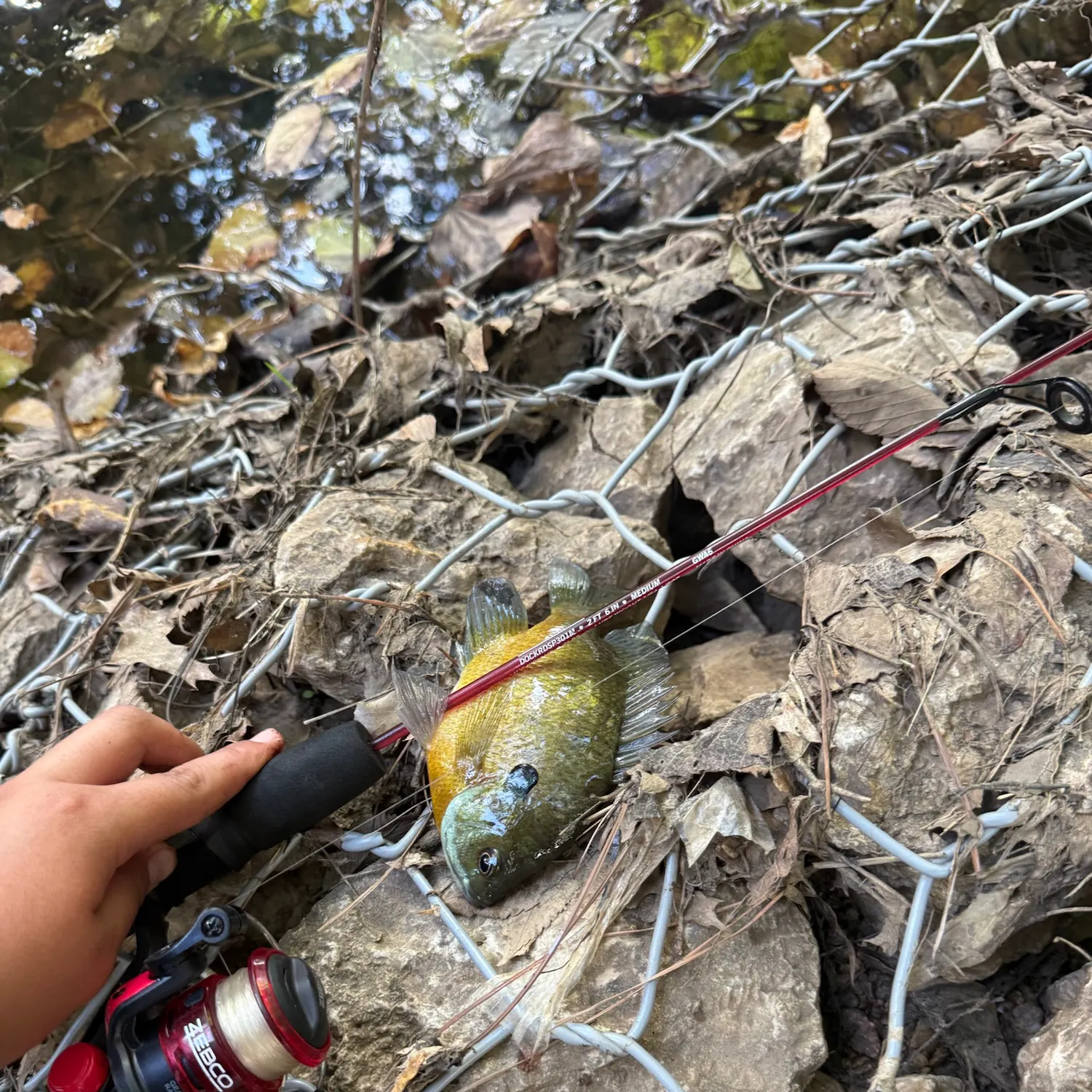 Bluegill caught on Fishbrain
