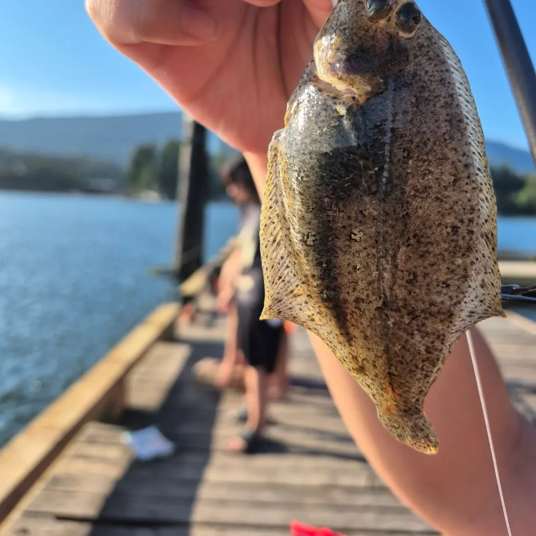 The most recent English sole catches on Fishbrain