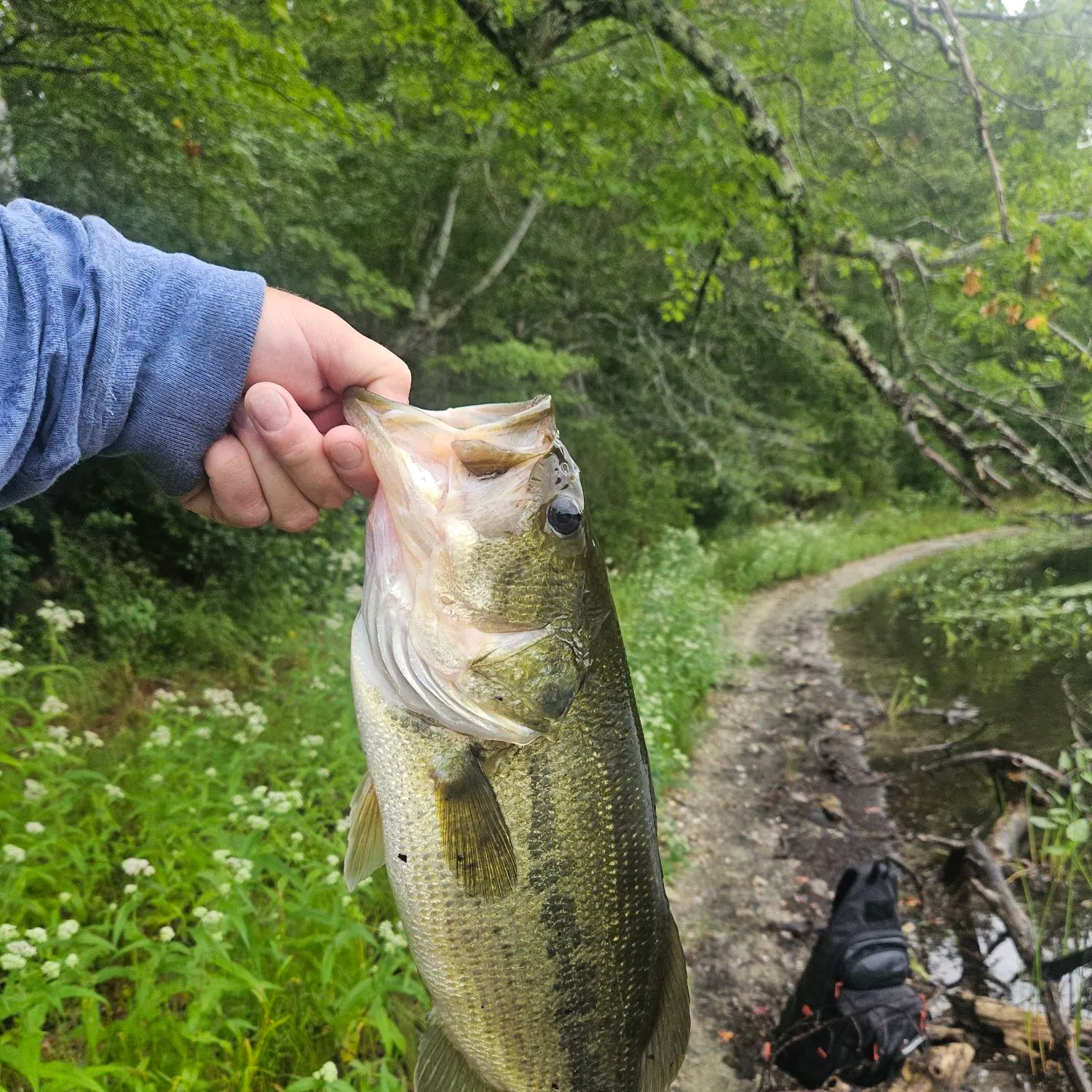 Largemouth bass caught on Fishbrain