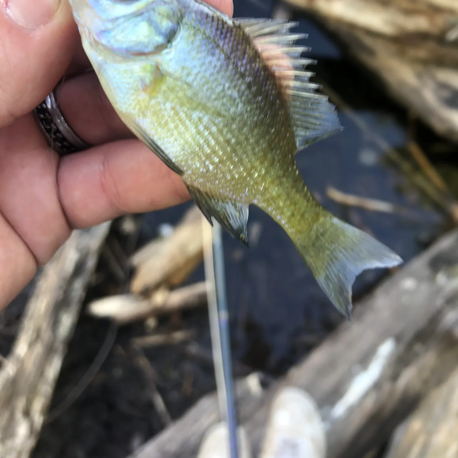 Bluegill caught on Fishbrain