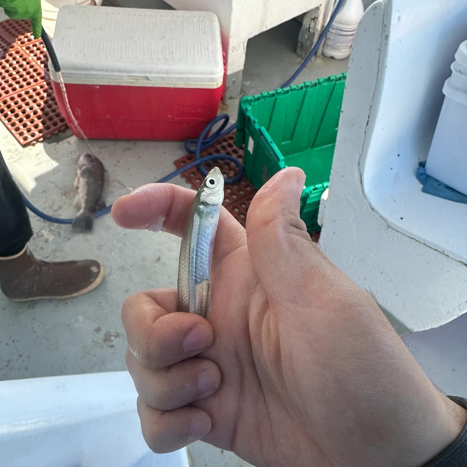 The most recent Atlantic silverside catches on Fishbrain