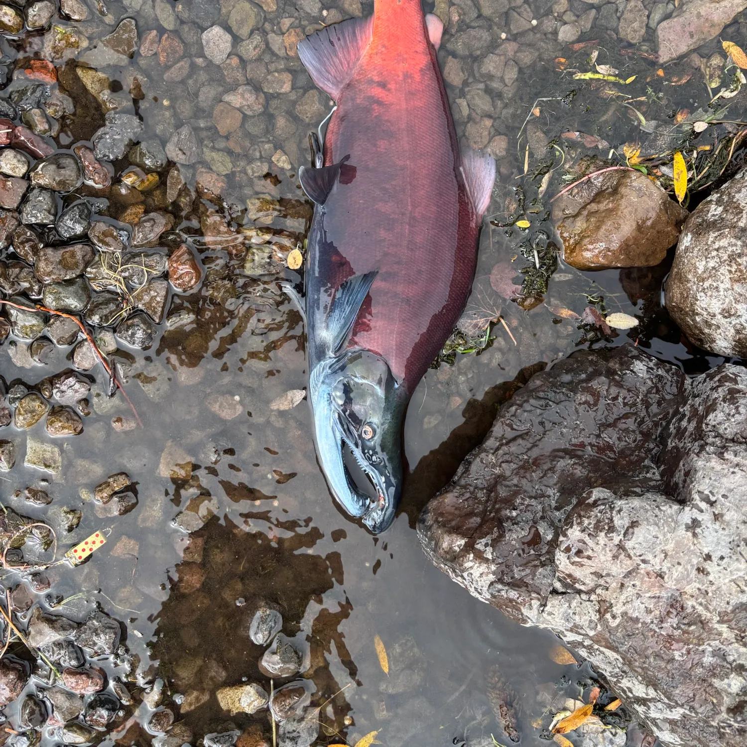 Kokanee salmon caught on Fishbrain