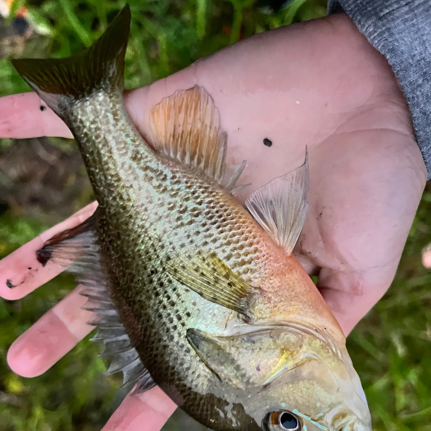 Redbreast sunfish caught on Fishbrain