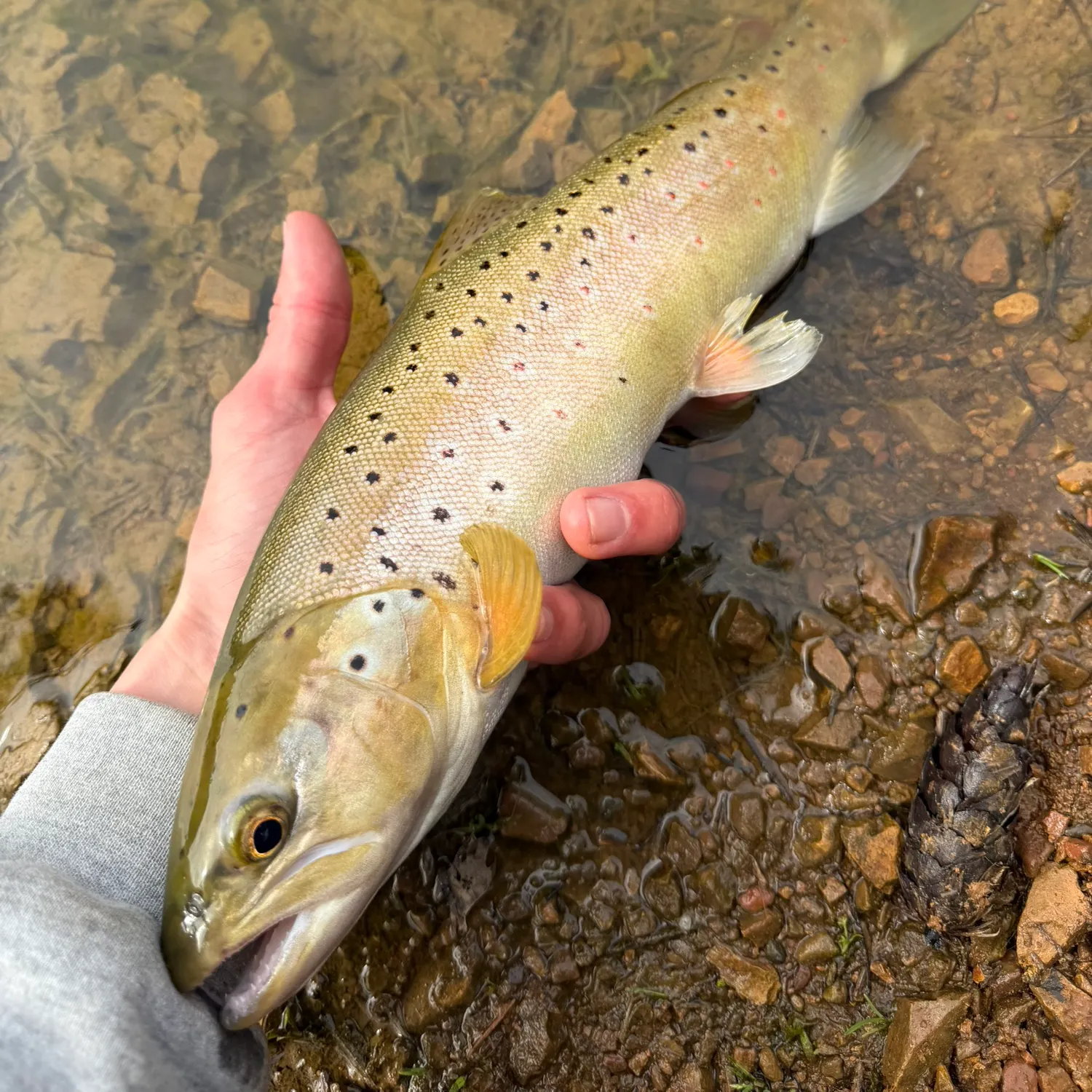 The most recent Sea trout catches on Fishbrain