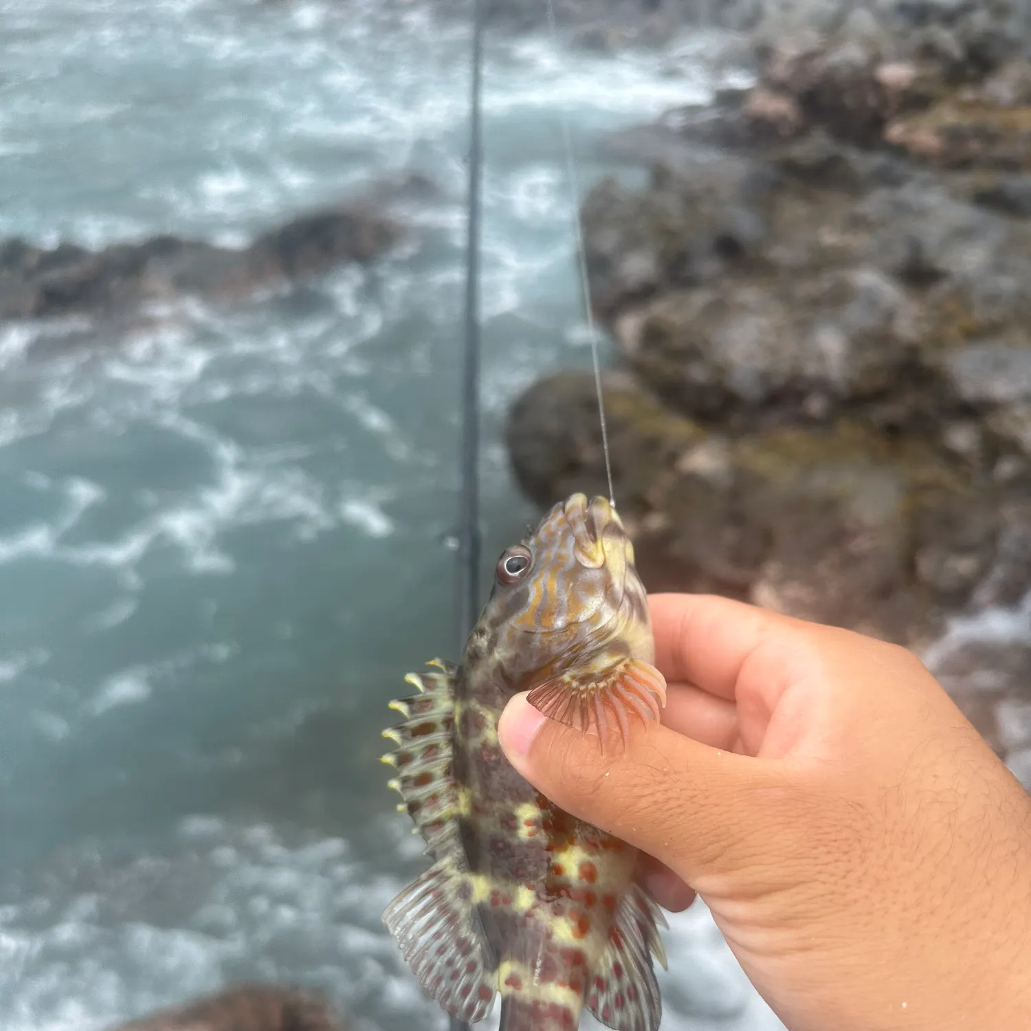 Stocky hawkfish caught on Fishbrain