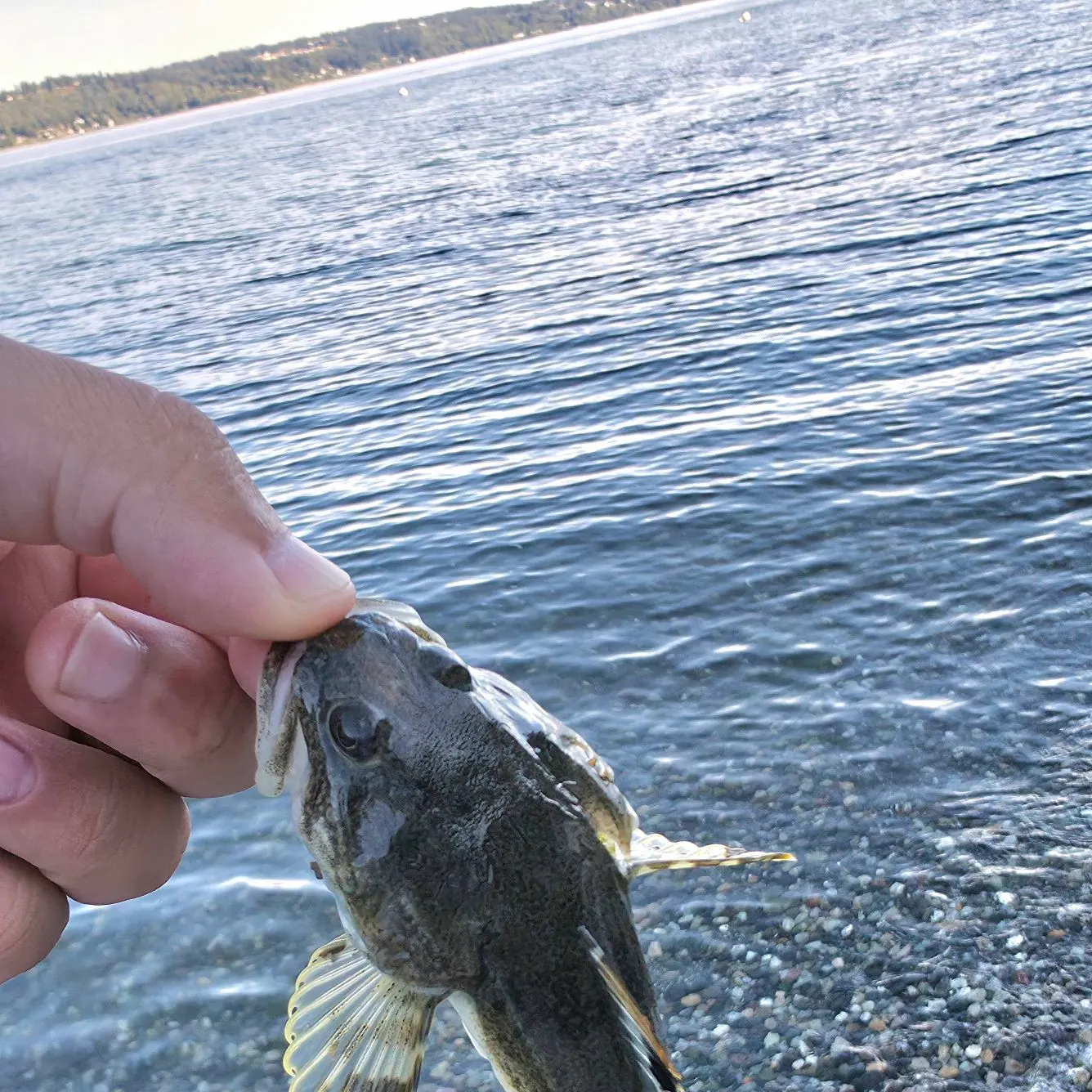 Pacific staghorn sculpin caught on Fishbrain