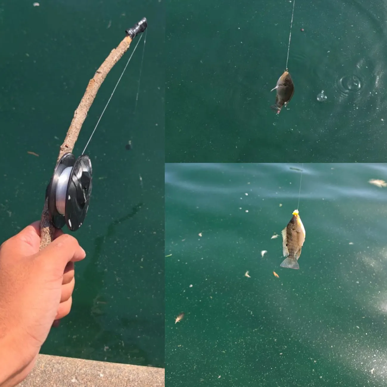Bluegill caught on Fishbrain