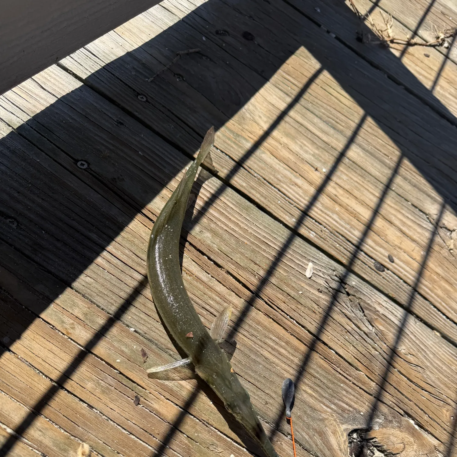 Atlantic needlefish caught on Fishbrain