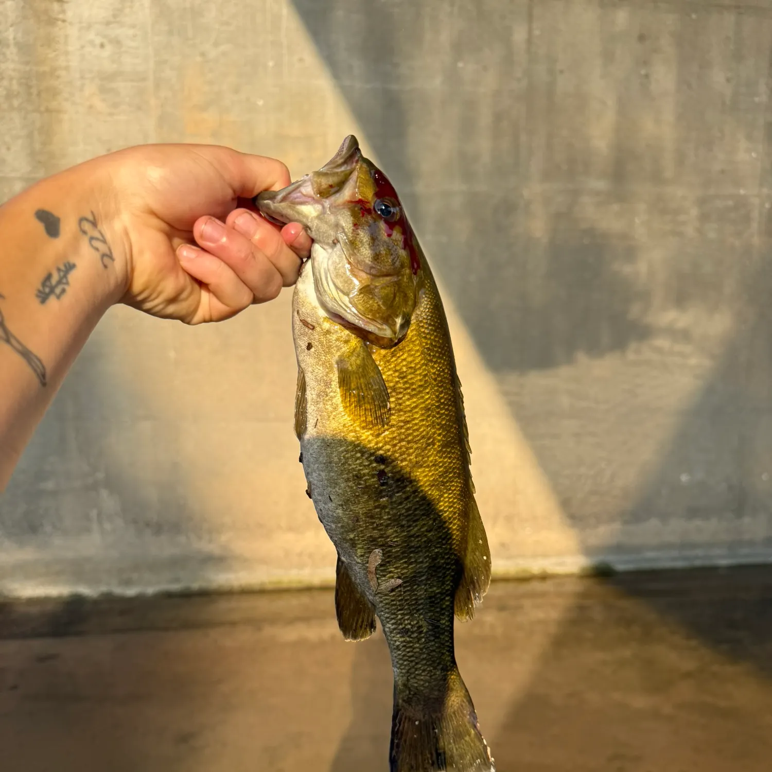 recently logged catches