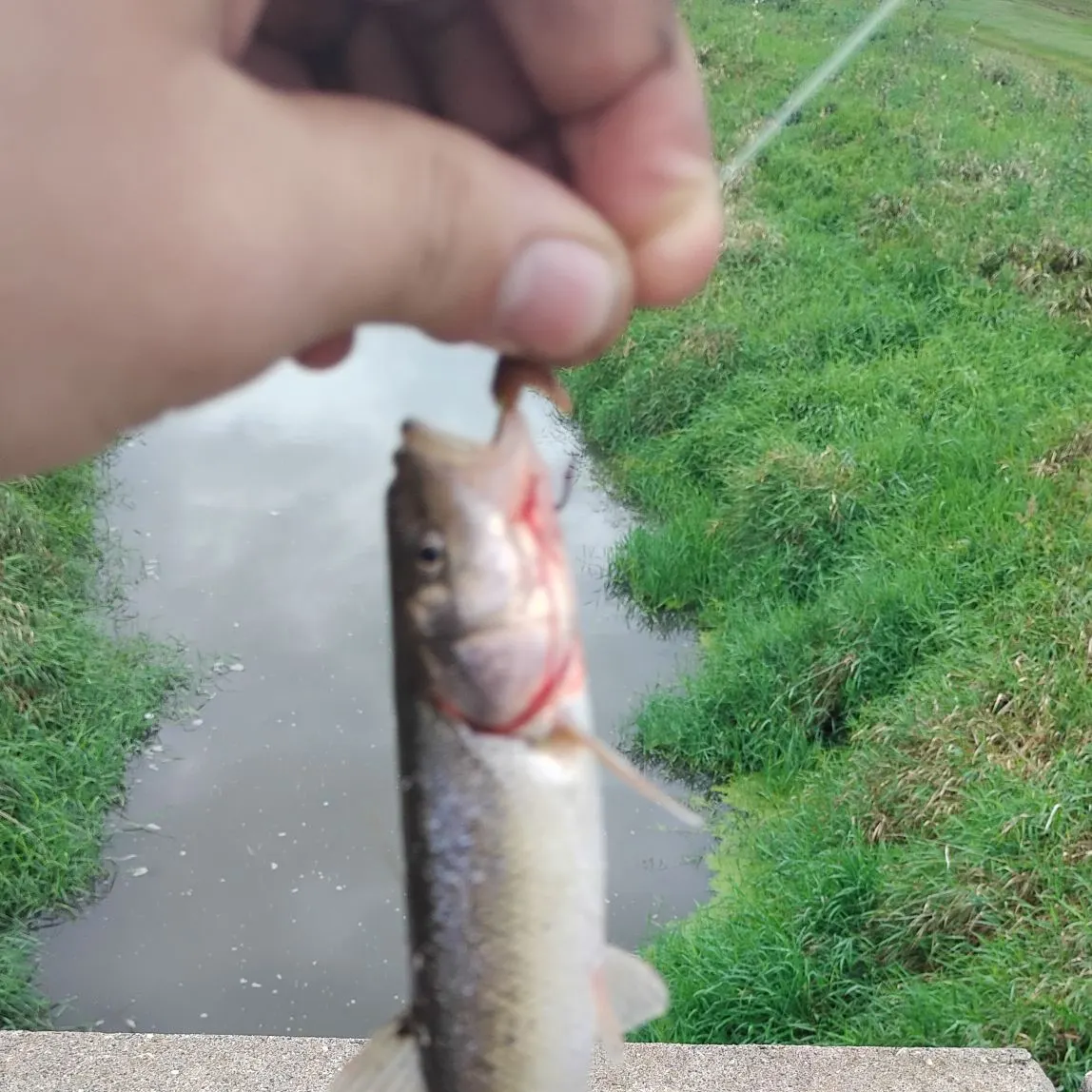 Creek chub caught on Fishbrain