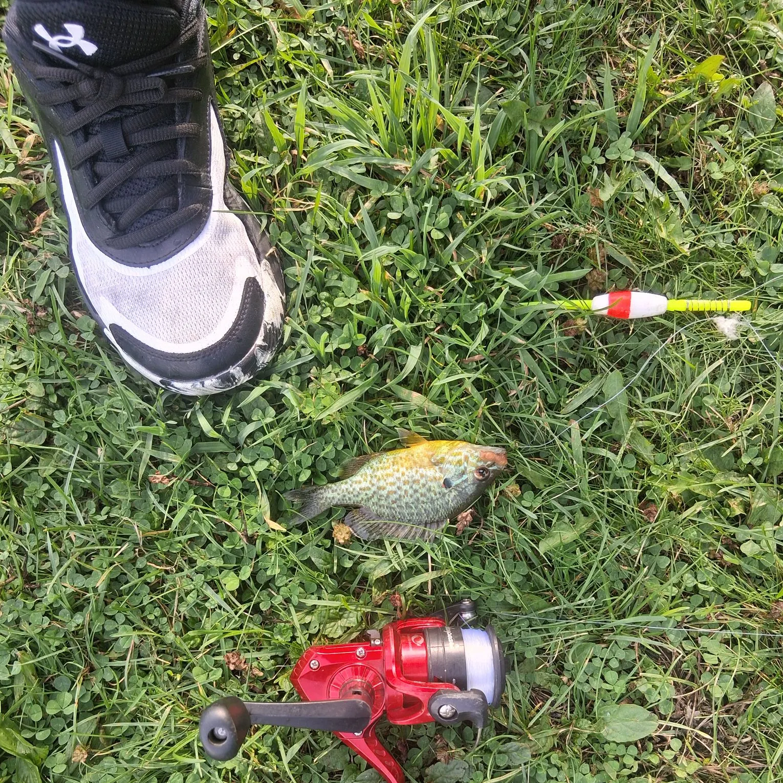 Pumpkinseed caught on Fishbrain