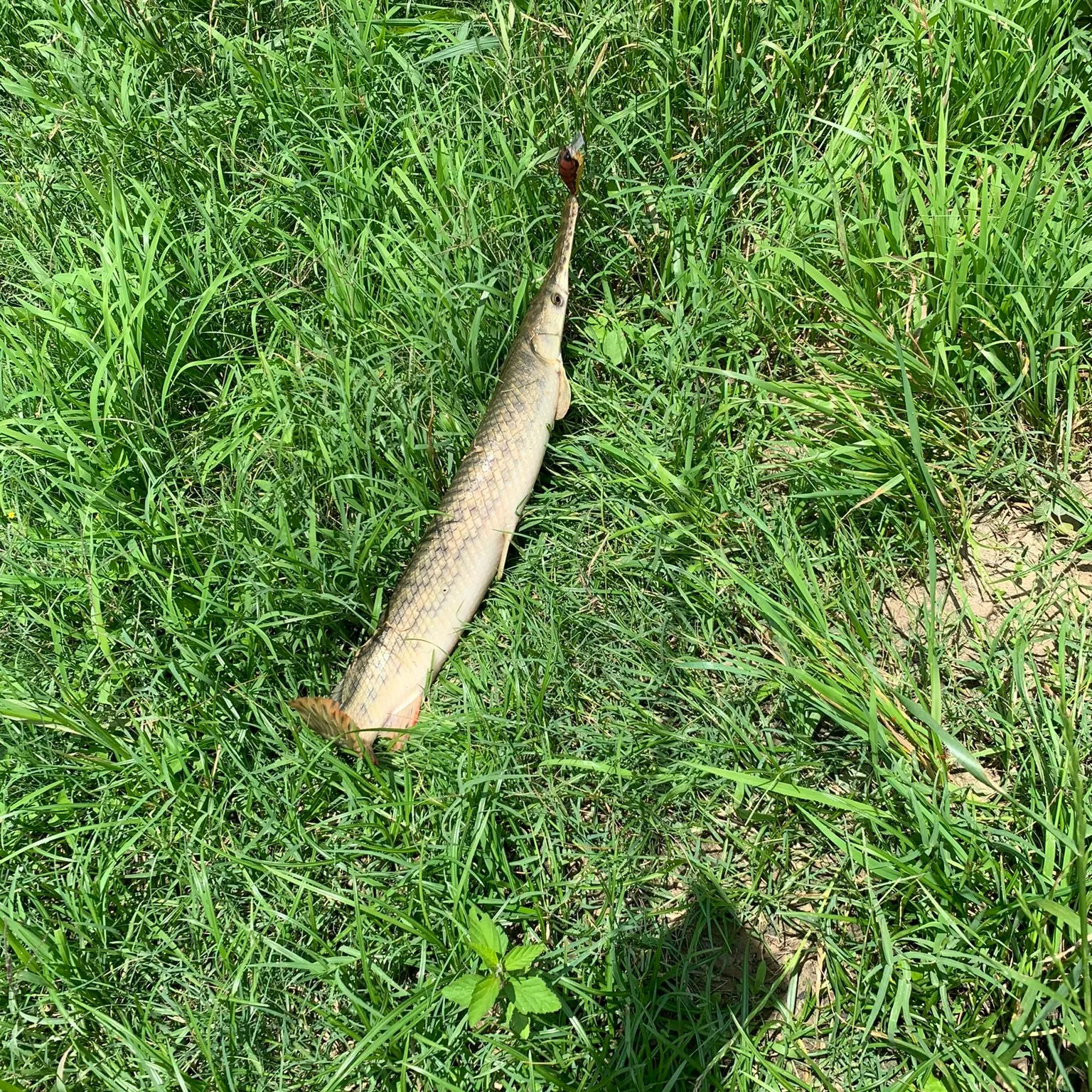 The most recent Longnose gar catches on Fishbrain