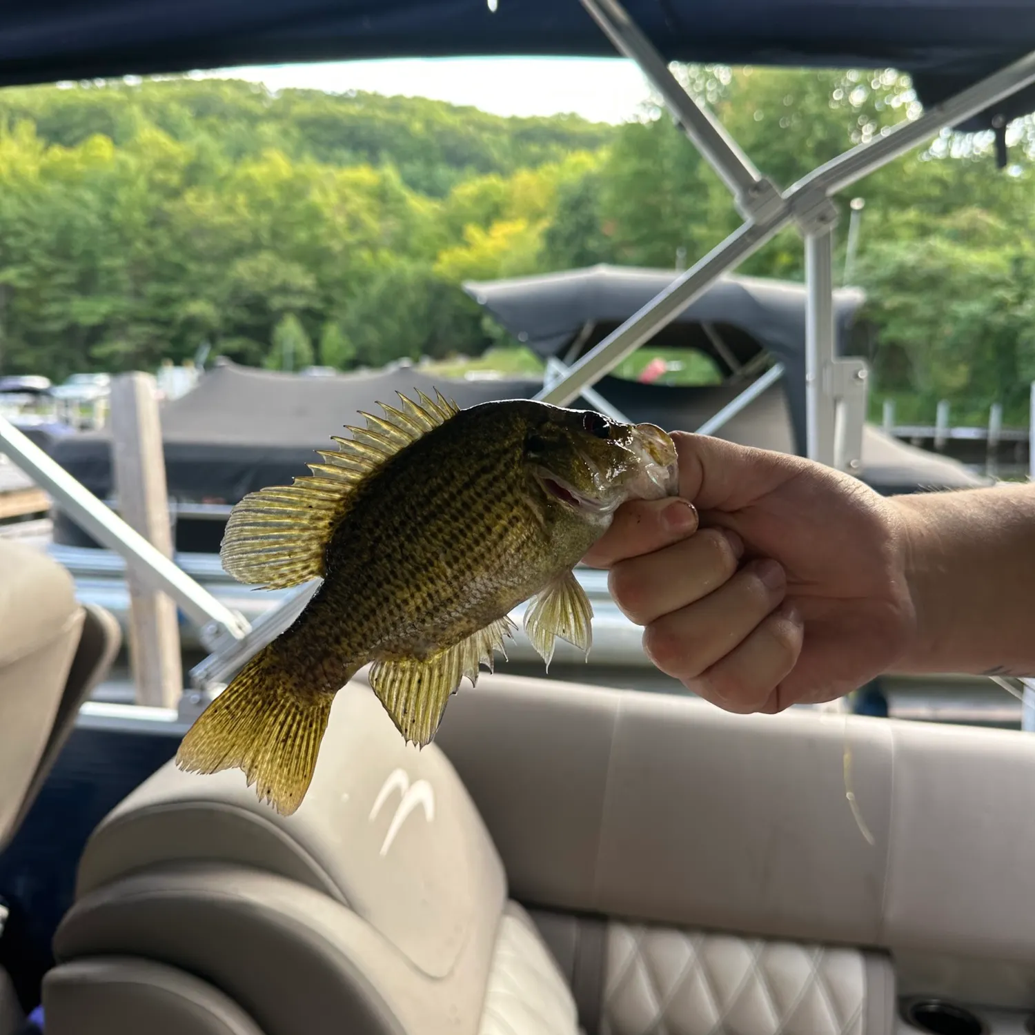 Rock bass caught on Fishbrain