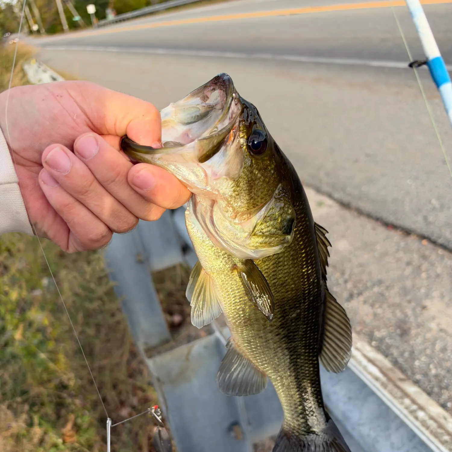 Largemouth bass caught on Fishbrain