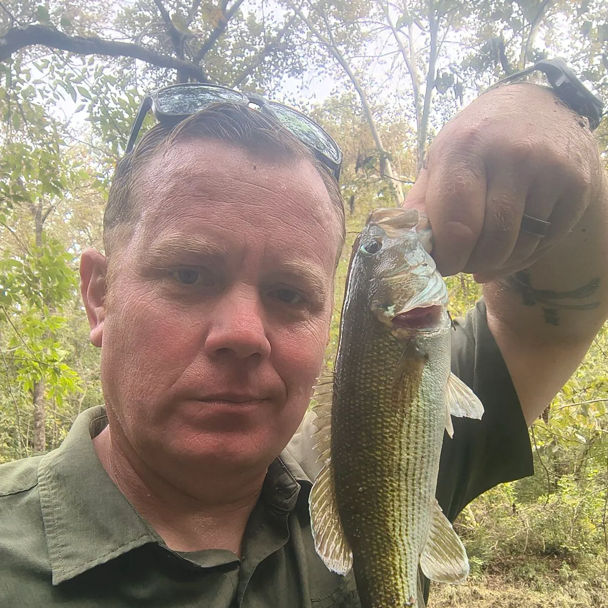 Redeye bass caught on Fishbrain