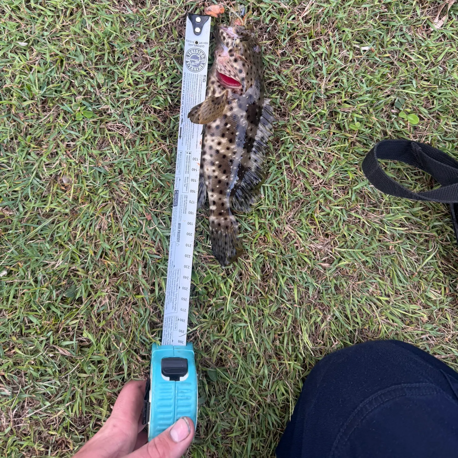 The most recent Malabar grouper catches on Fishbrain