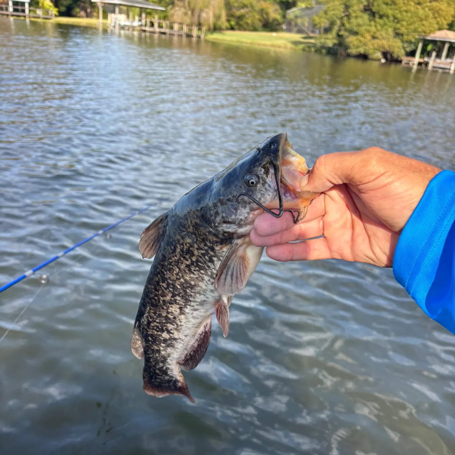 The most recent Brown bullhead catches on Fishbrain