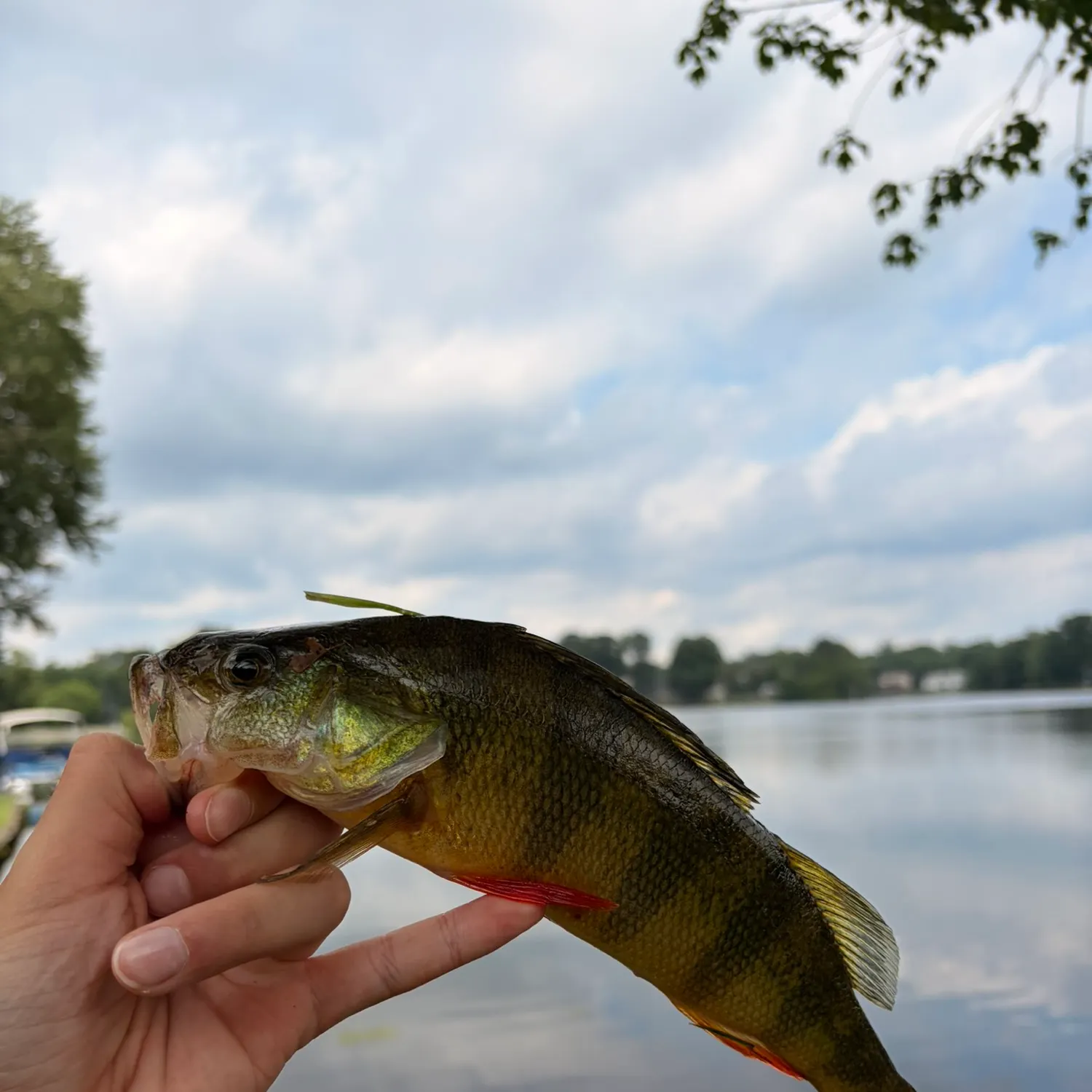 Yellow perch caught on Fishbrain