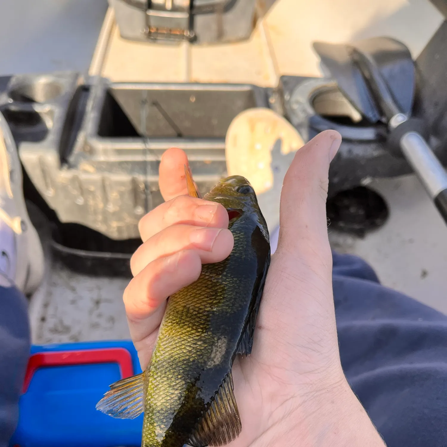 Yellow perch caught on Fishbrain
