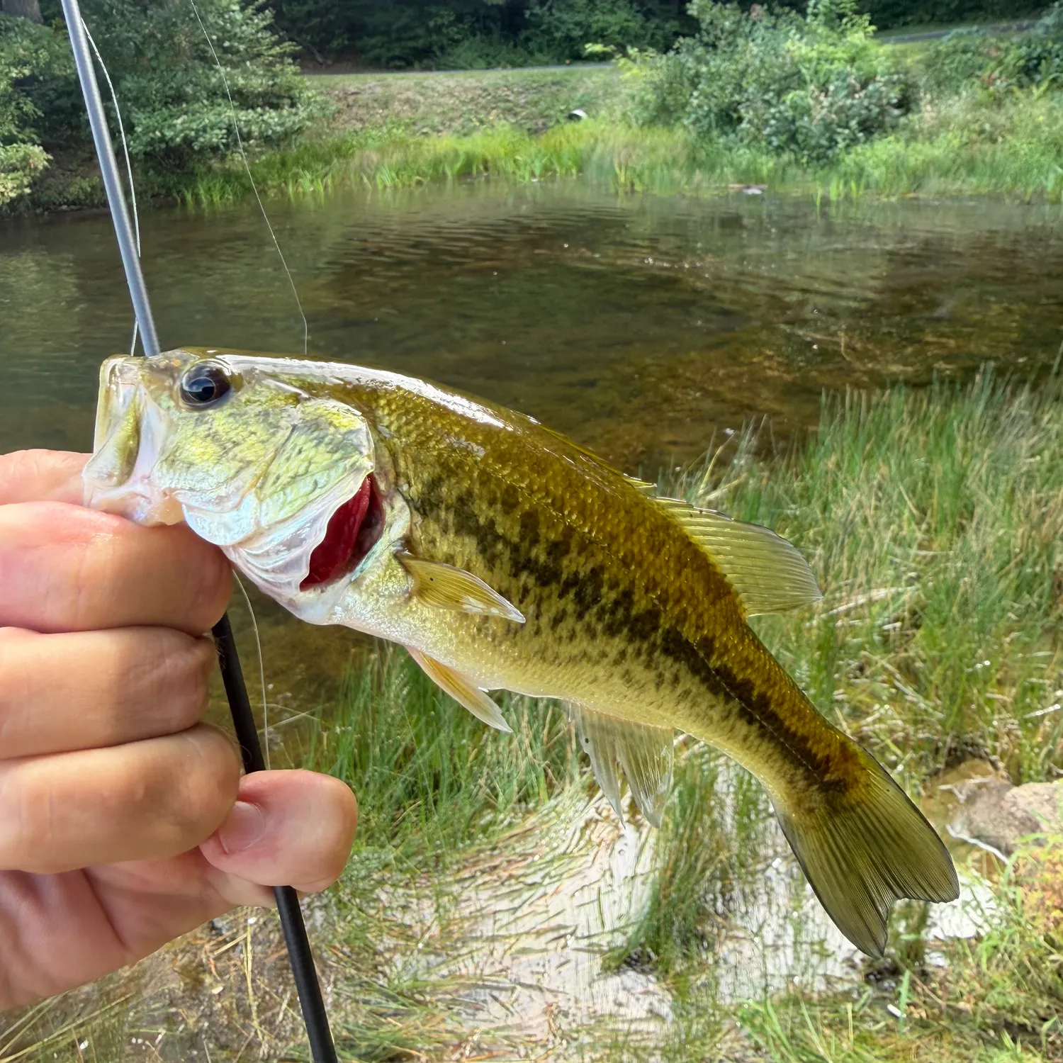 Smallmouth bass caught on Fishbrain