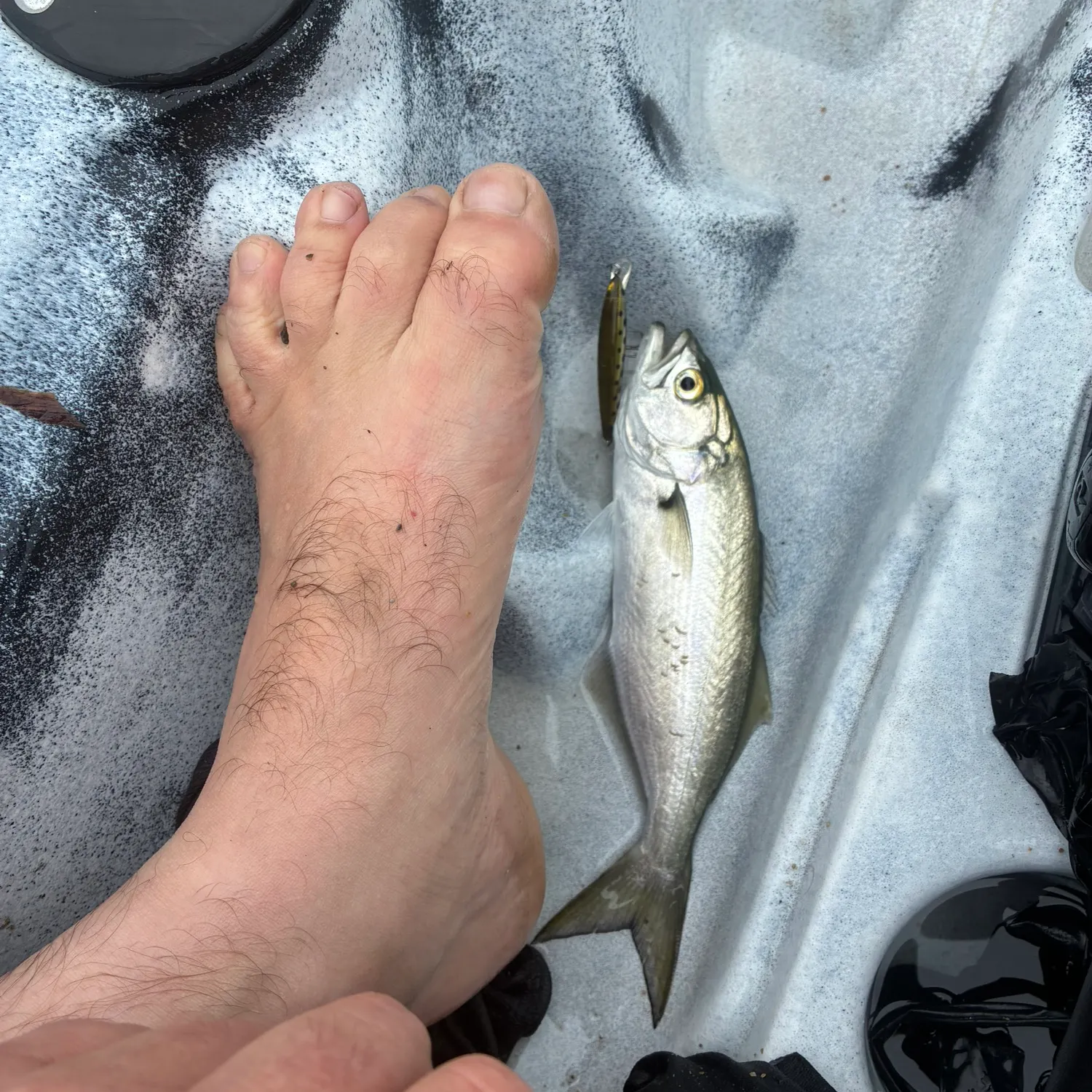 Bluefish caught on Fishbrain