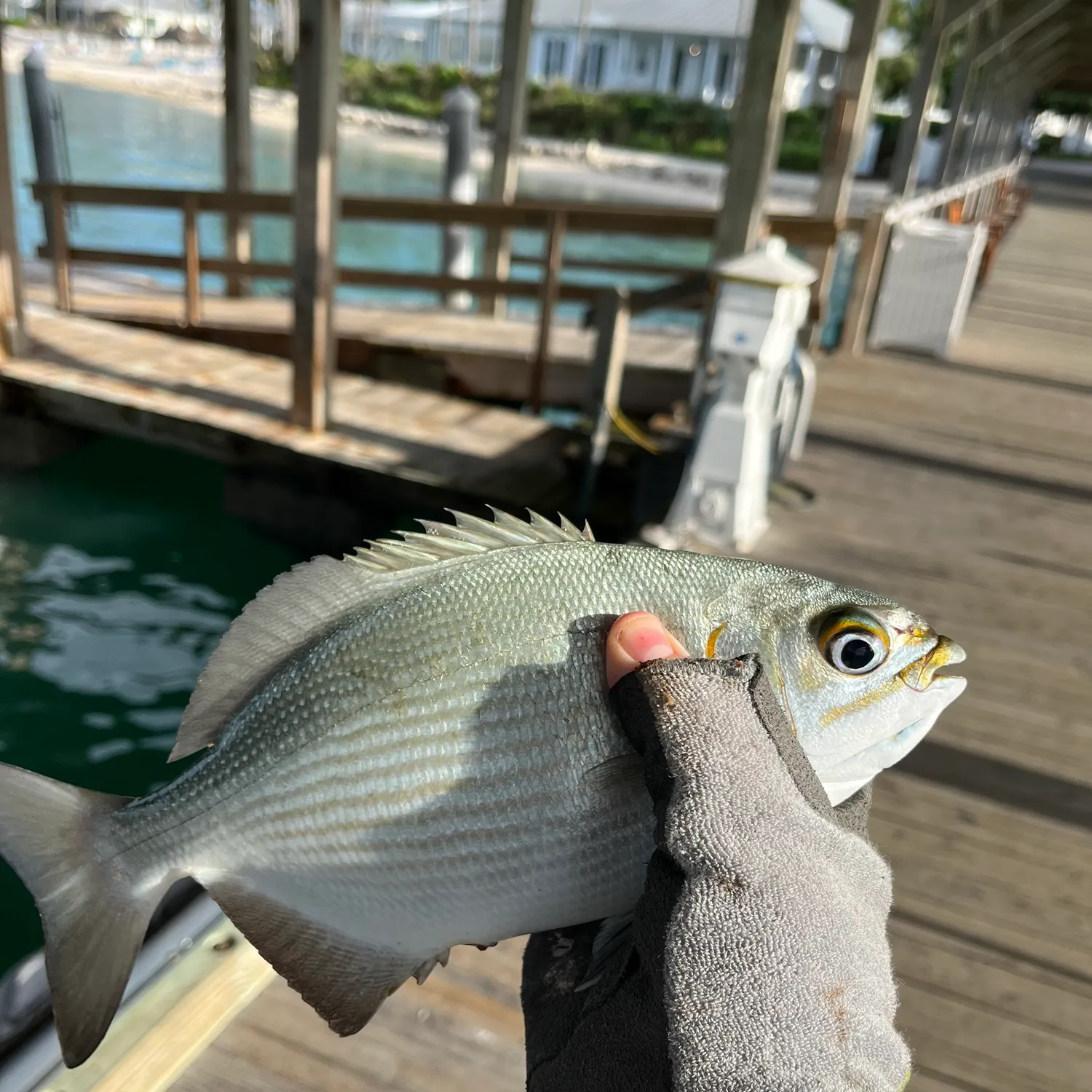 The most popular recent Brassy chub catch on Fishbrain