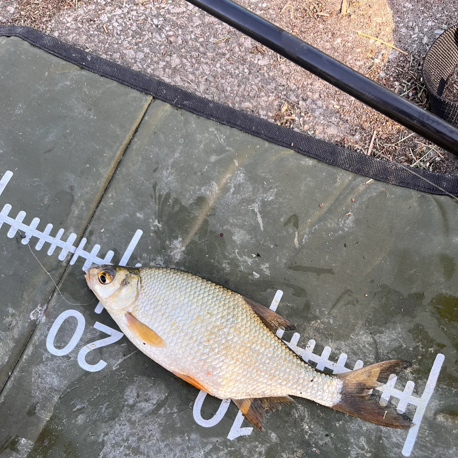 The most recent Common bream catches on Fishbrain