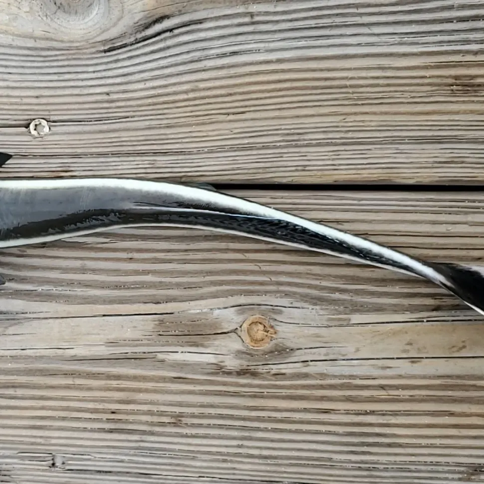 The most recent Common remora catches on Fishbrain