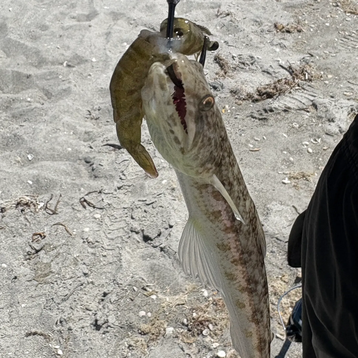 Inshore lizardfish caught on Fishbrain