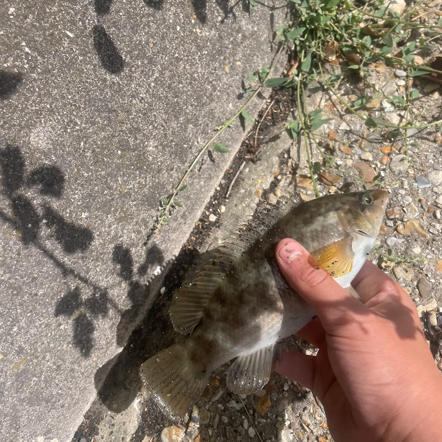 Ballan wrasse caught on Fishbrain