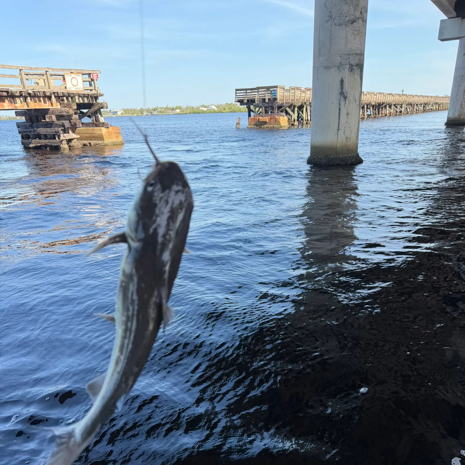 The most recent Cobia catches on Fishbrain