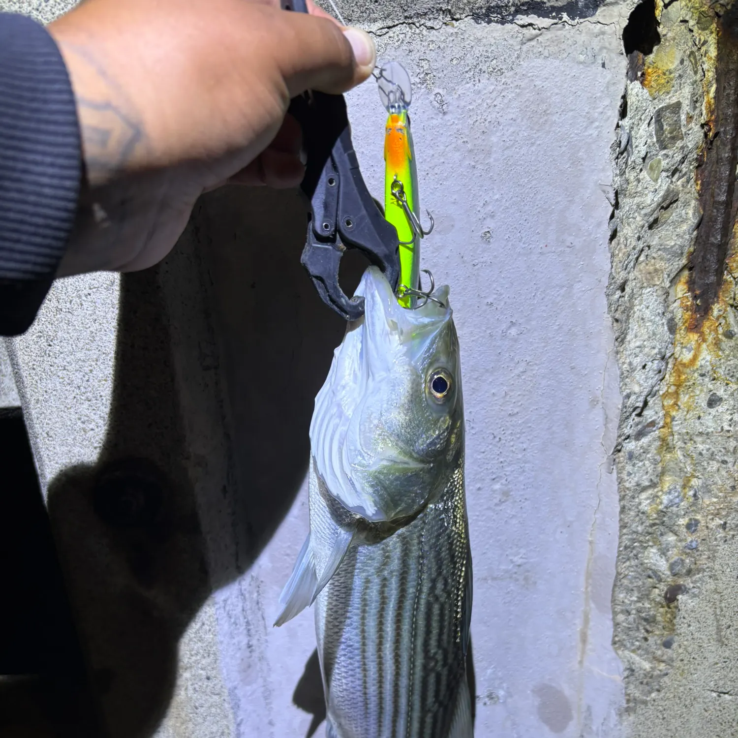 recently logged catches