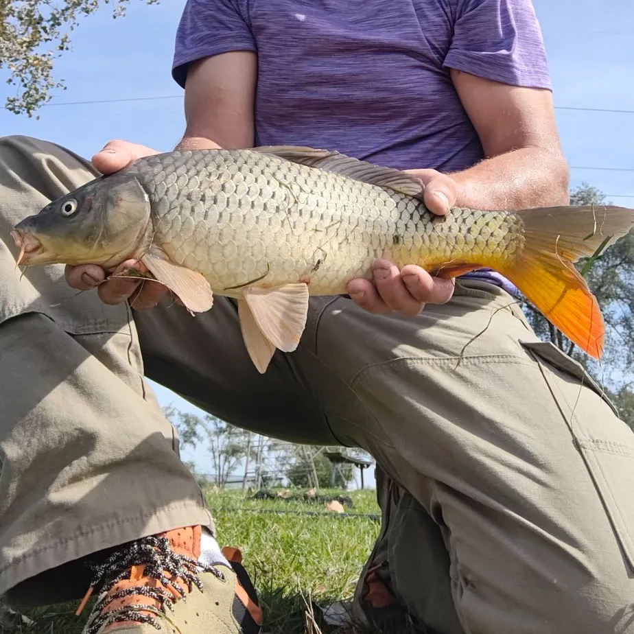Common carp caught on Fishbrain