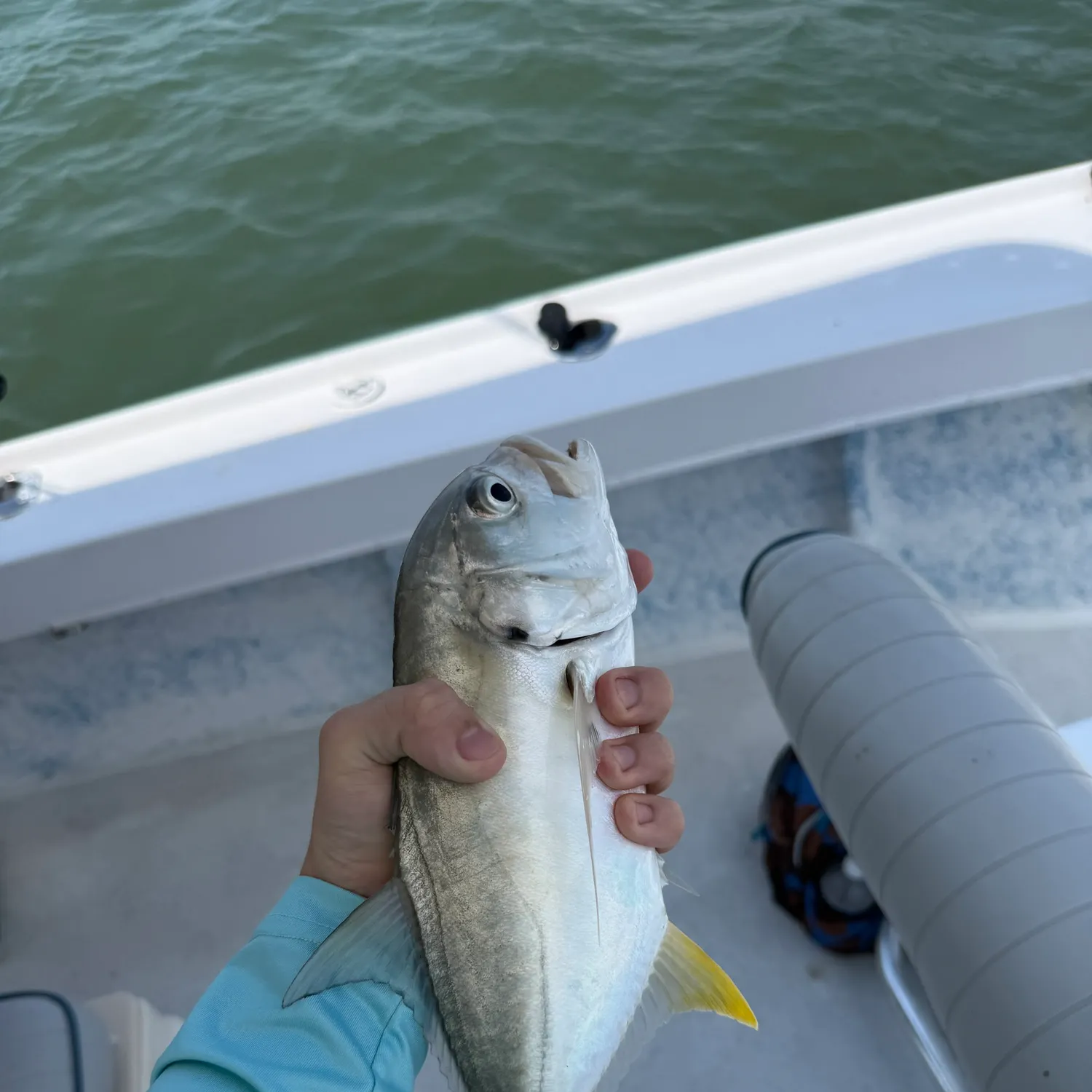 The most recent Crevalle jack catches on Fishbrain