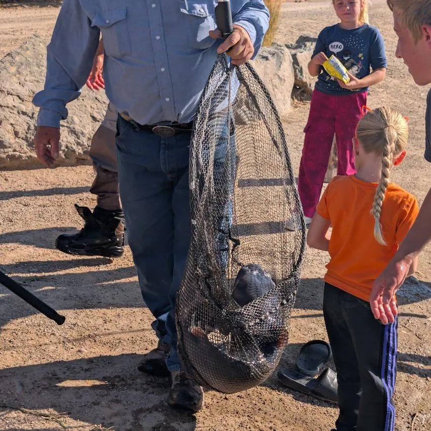 Channel catfish caught on Fishbrain