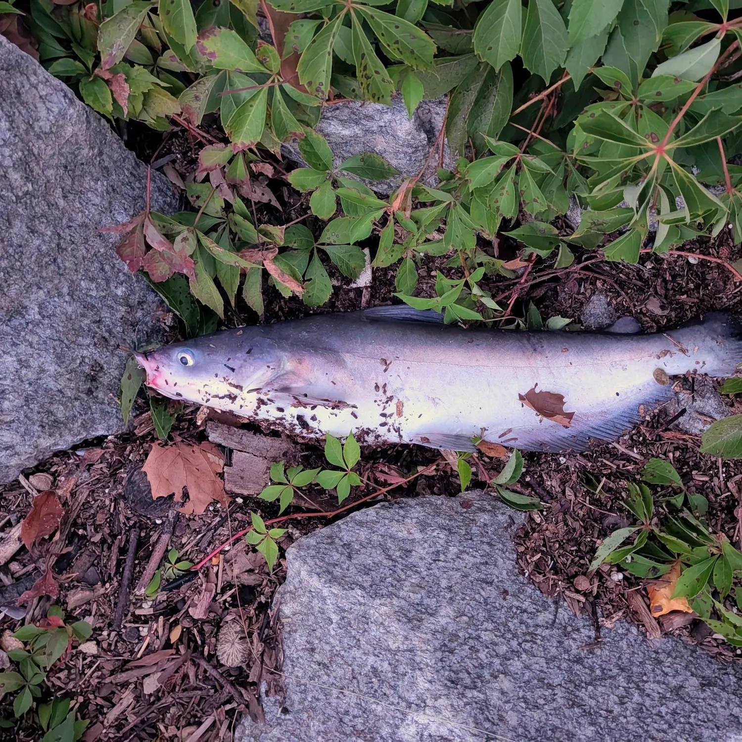 Blue catfish caught on Fishbrain