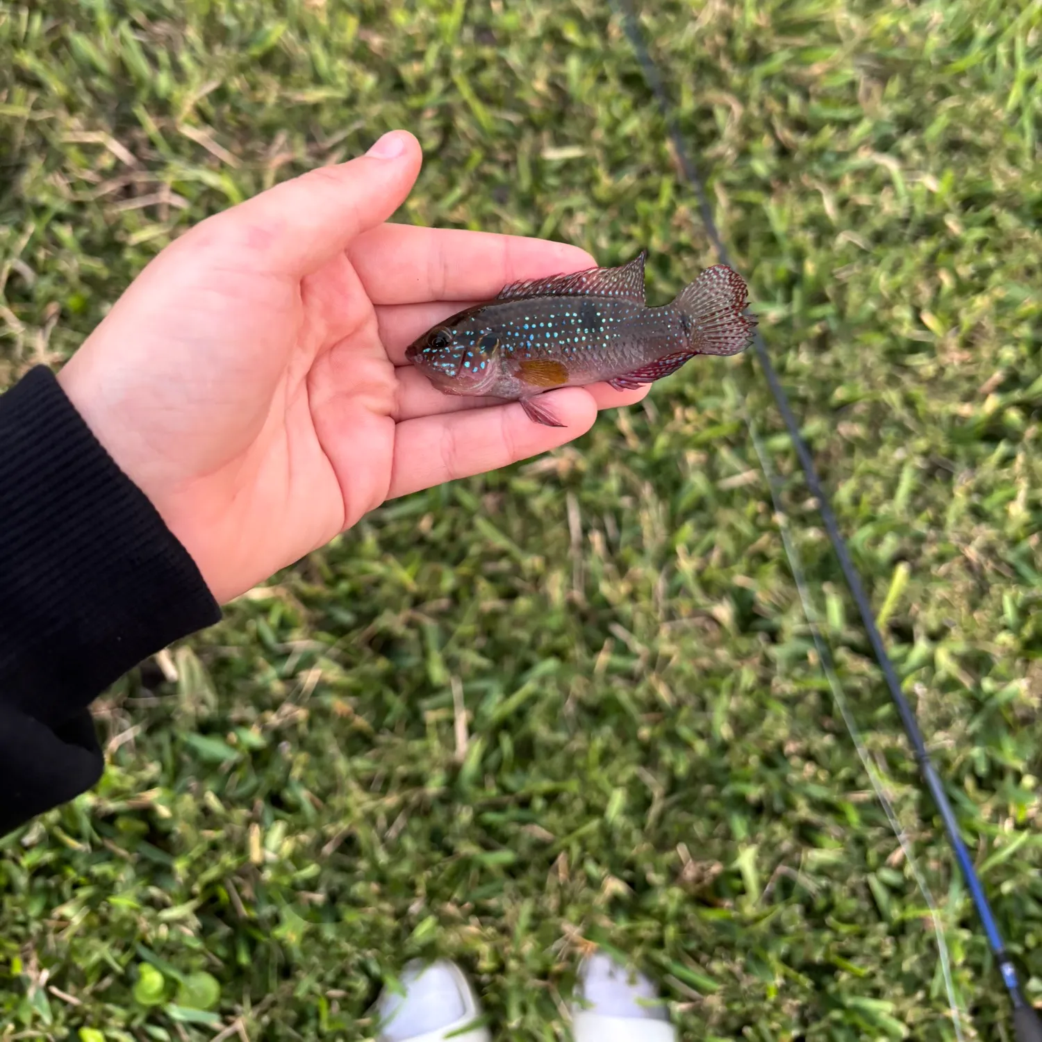 The most recent African Jewelfish catches on Fishbrain